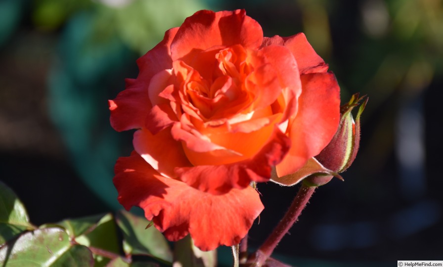 'Tequila ® (floribunda, Meilland, 1978)' rose photo