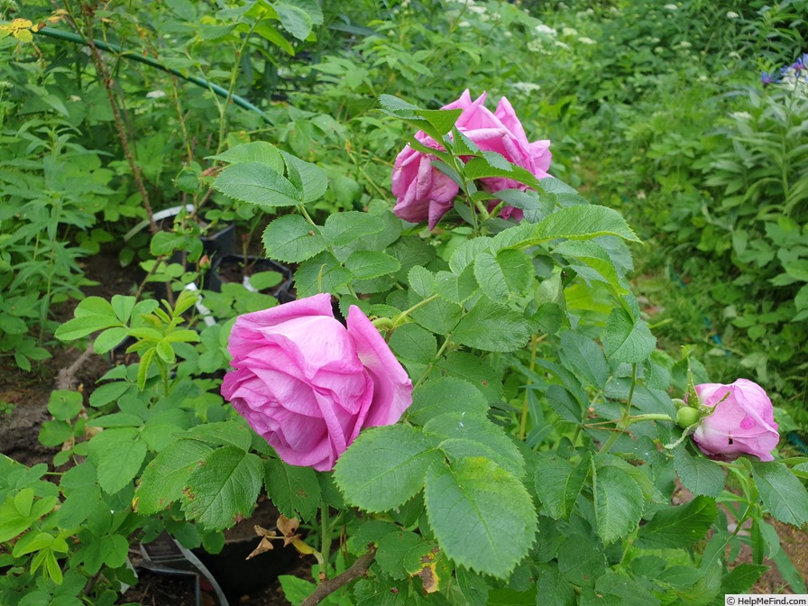 'Mysterion' rose photo