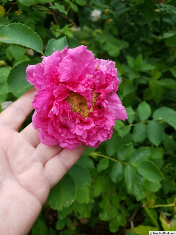 'Alotta Fagina' rose photo