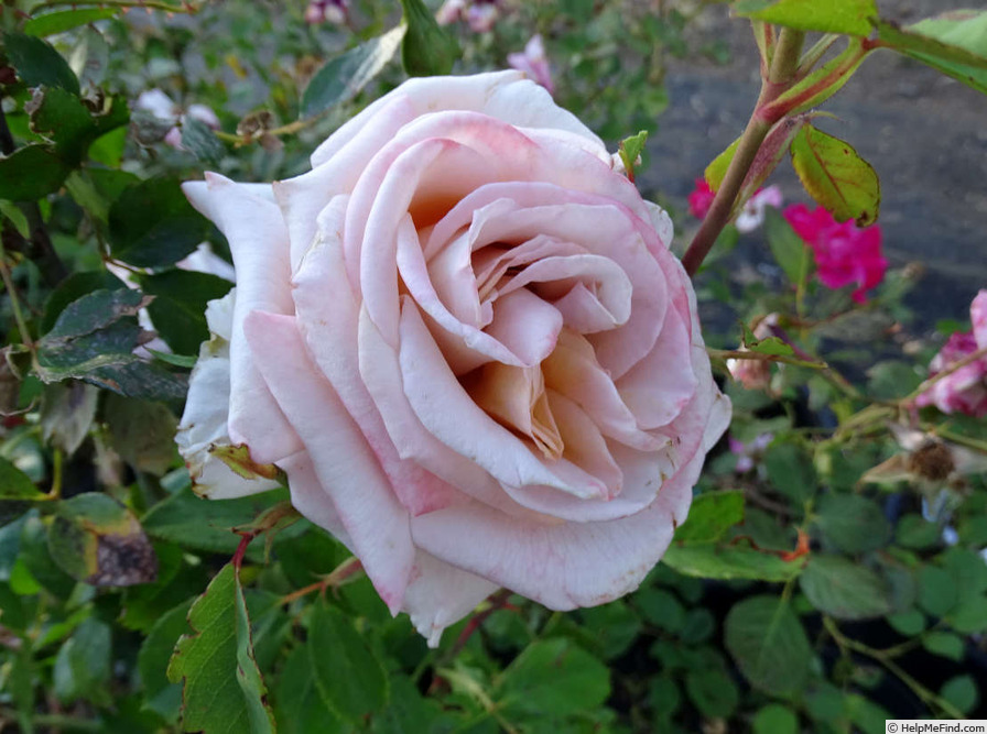 'Crème Caramel (hybrid tea, Fryer 2008)' rose photo