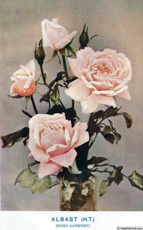 'Albast' rose photo