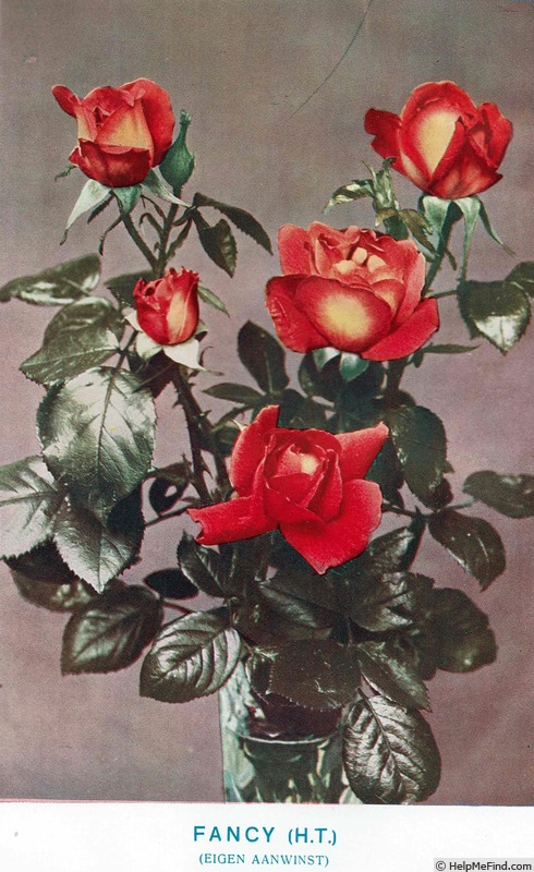 'Fancy (hybrid tea, van Rossem, 1928)' rose photo