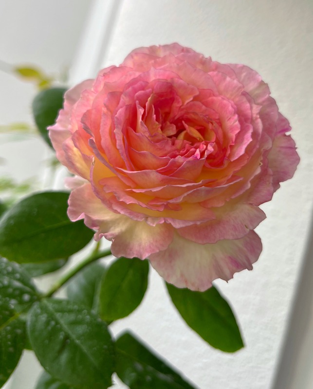 'Mitsouko ®' rose photo