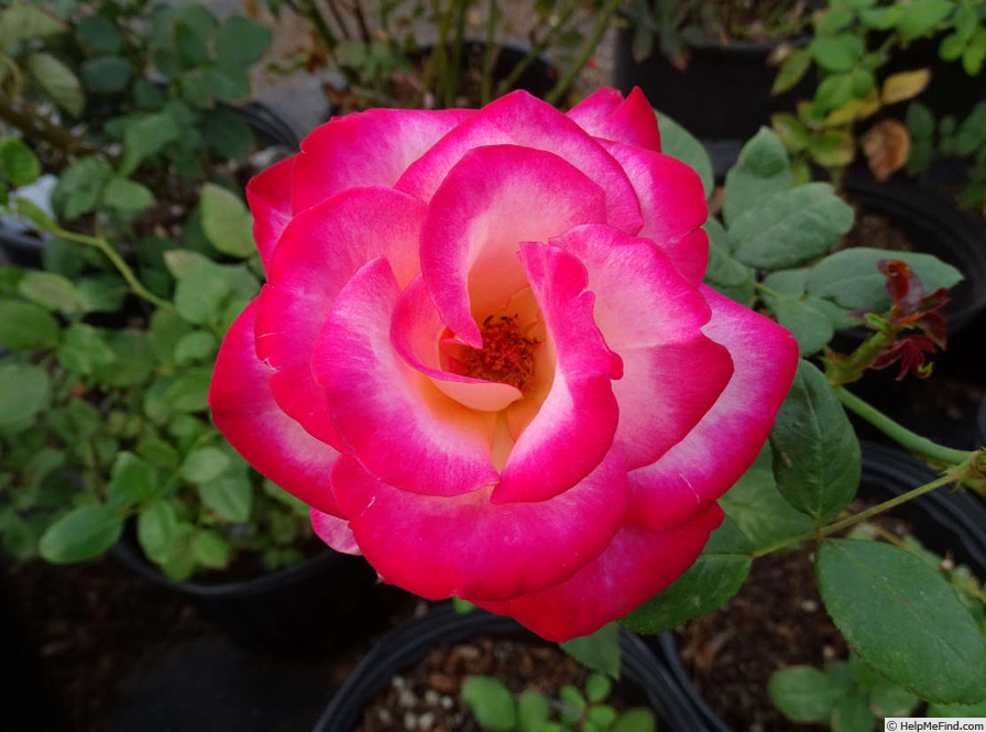 'Dina Gee' rose photo
