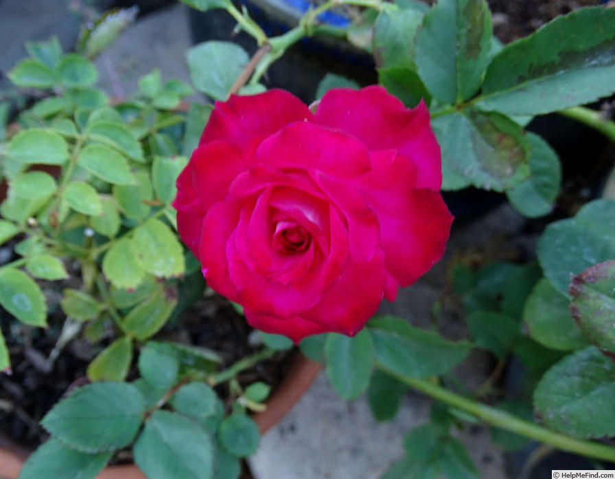 'Donerail' rose photo