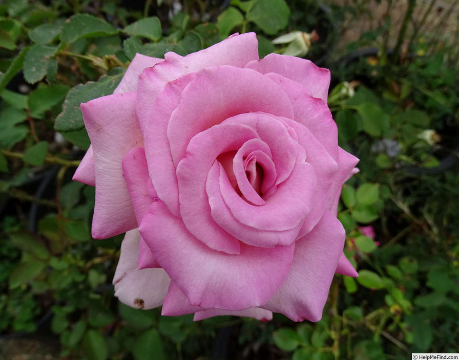 'Dr. Bob Harvey' rose photo