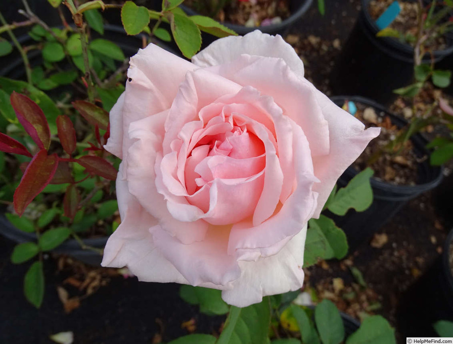 'Dream ® (floribunda, Kordes 1997)' rose photo