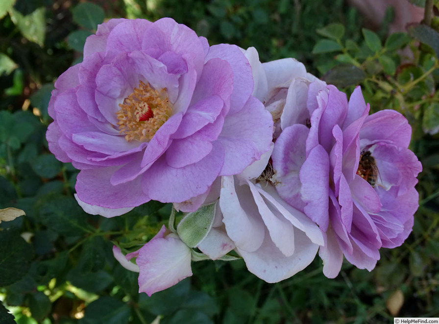 'Enchanted Evening ™' rose photo