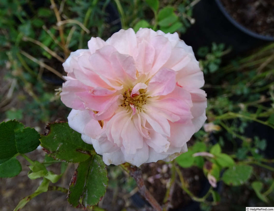 'English Elegance ®' rose photo