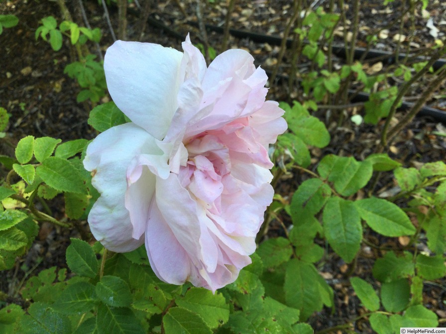 'Common Moss' rose photo