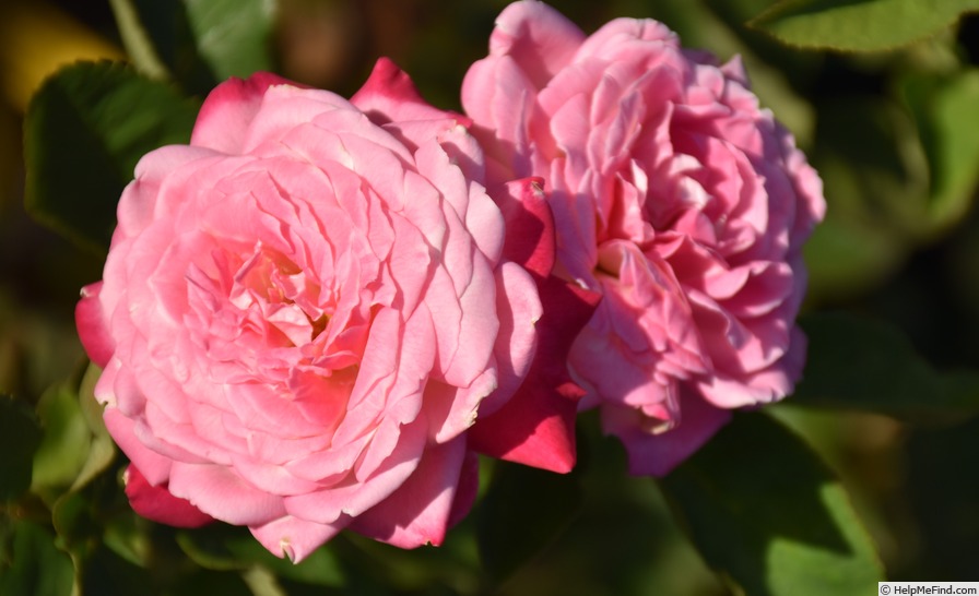 'Beautiful Girl' rose photo