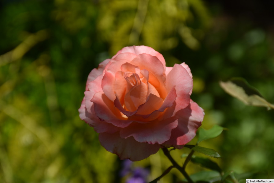 'Dream ® (floribunda, Kordes 1997)' rose photo