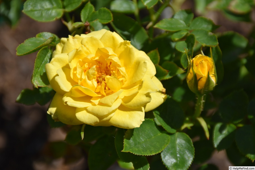 'Benson & Hedges Special' rose photo