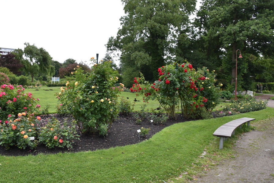 'Rosarium der Stadt Uetersen'  photo