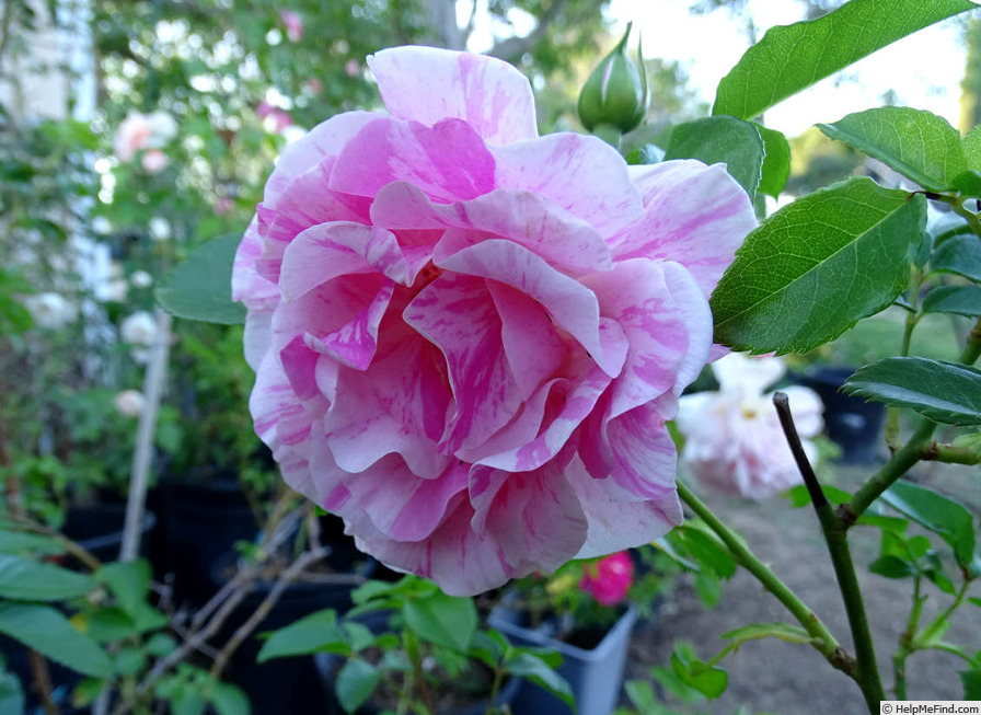 'Flamingo Dancer' rose photo