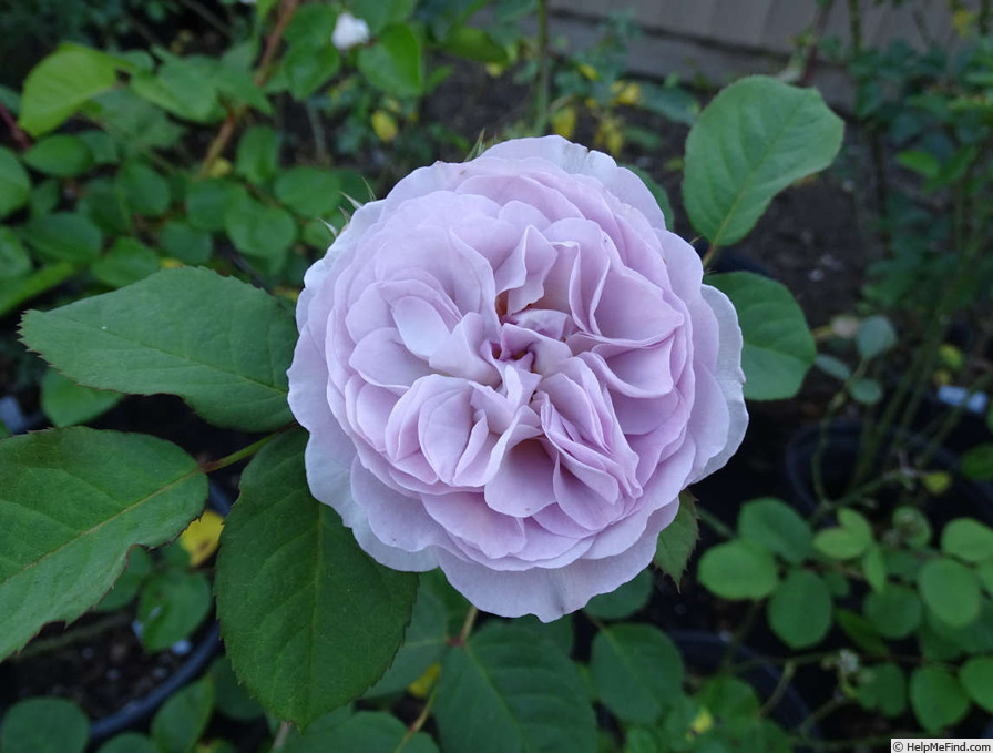 'Florence Delattre ®' rose photo