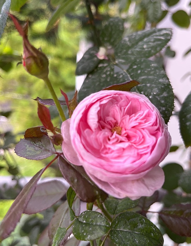 'Mon Coeur' rose photo