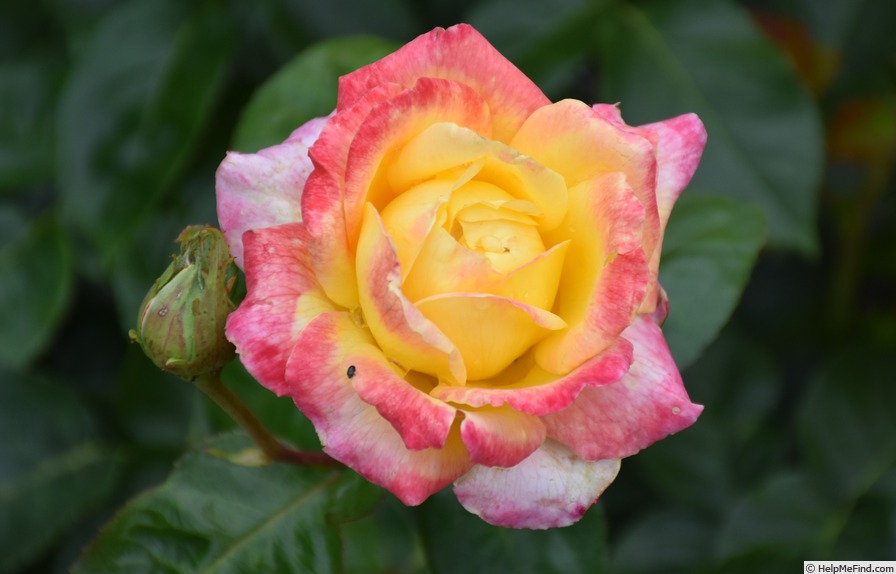 'Love & Peace ™' Rose