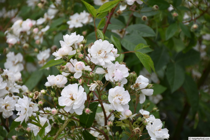 'Hedi Grimm (hybrid musk, Lens, pre 2001)' rose photo