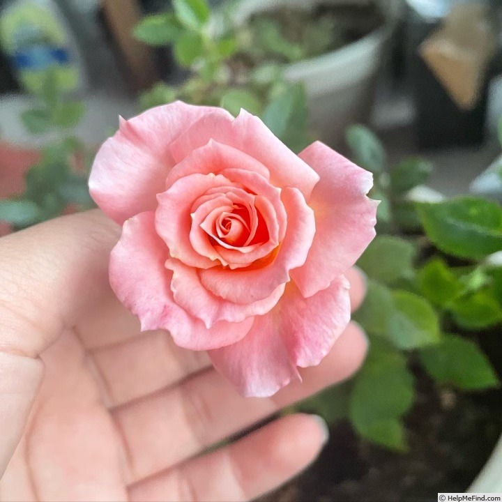 'Cutie Pie ™ (miniature, Carruth 2016)' rose photo