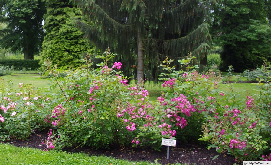 'Robin Hood (hybrid musk, Pemberton, 1927)' rose, click to enlarge 'Robin Hood (hybrid musk, Pemberton, 1927)' rose photo