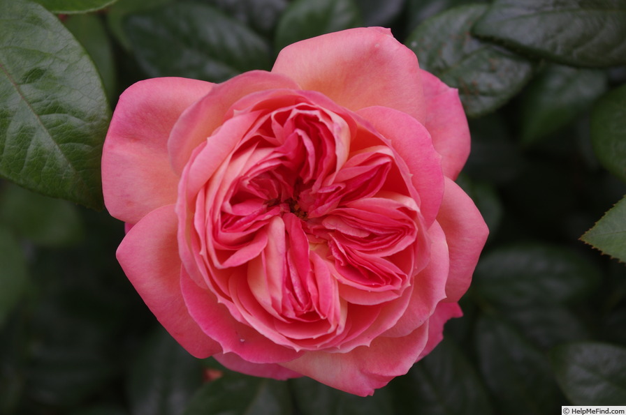 'Queen of Hearts (hybrid tea, Kordes 2005)' rose photo