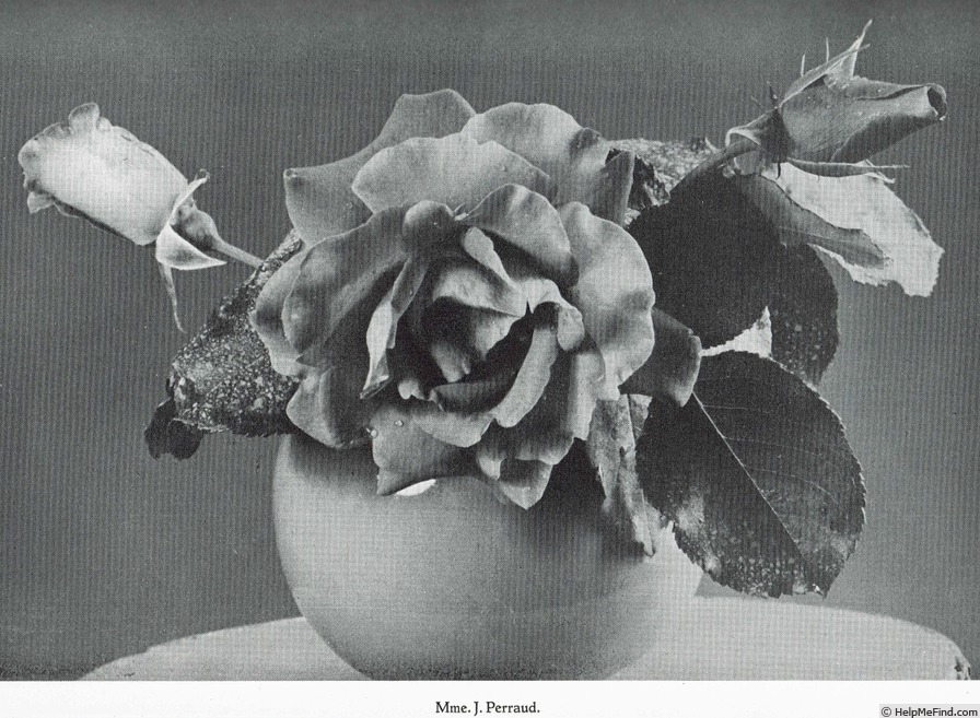 'Madame J. Perraud' rose photo