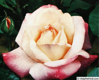 'Cherry-Vanilla' rose photo