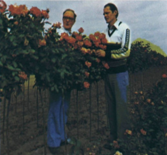 'Roses Pineau'  photo