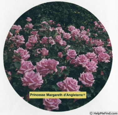 'Princesse Margaret d'Angleterre' rose photo