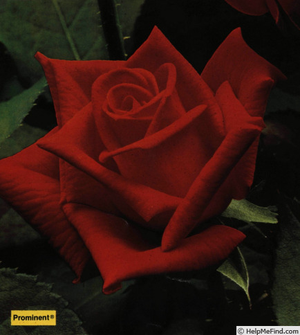 'Prominent ® (grandiflora, Kordes, 1970)' rose photo