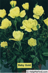 'Baby Gold Star' rose photo