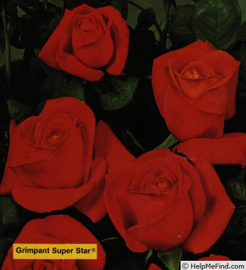 'Grimpant Super Star' rose photo
