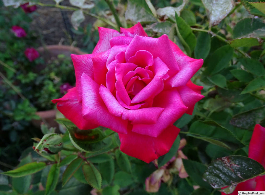 'Helen's Trust' rose photo