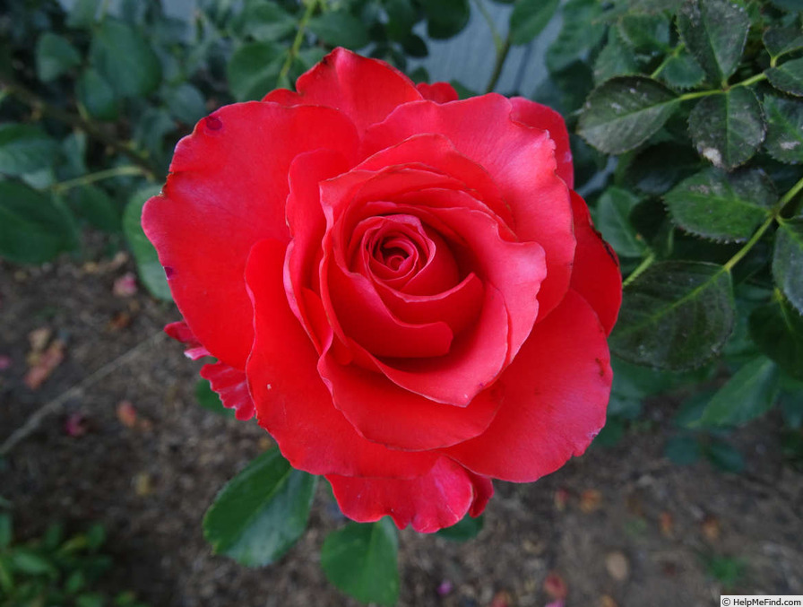 'Holsteinperle' rose photo