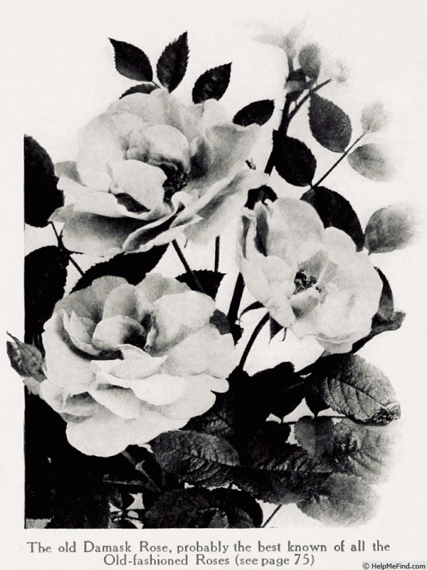 'R. damascena' rose photo