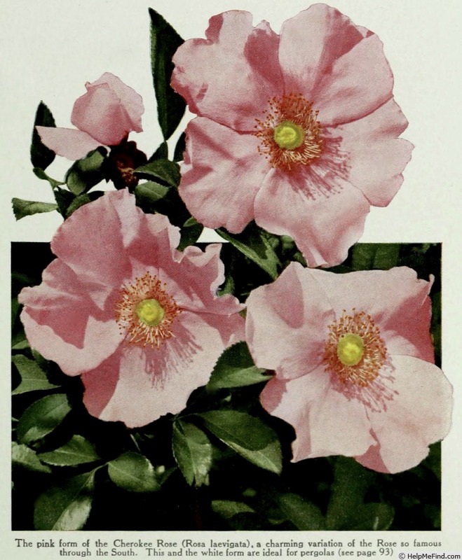 'Pink Cherokee' rose photo