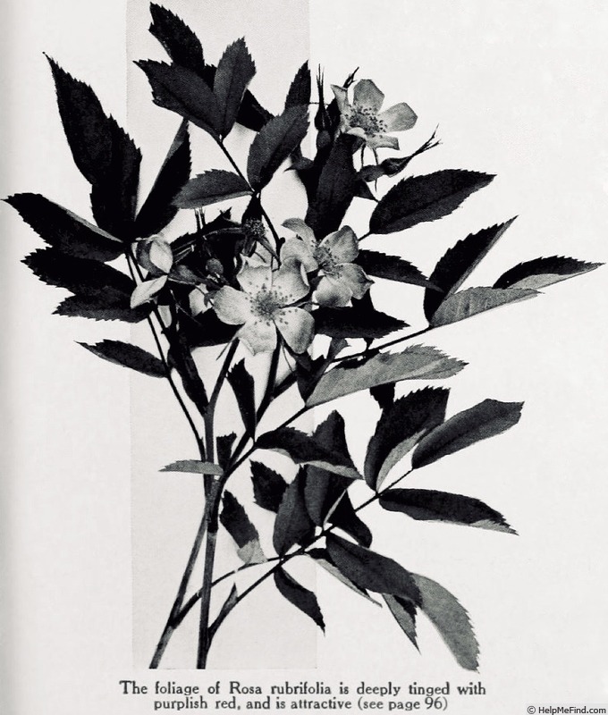 'Rubrifolia' rose photo