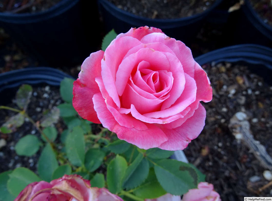 'Jolly Roger' rose photo