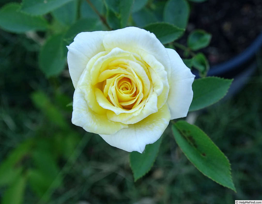 'Kev' rose photo