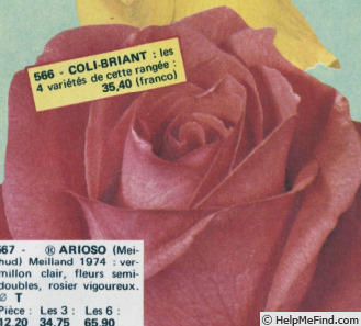 'Arioso (hybrid tea, Paolino, 1970)' rose photo
