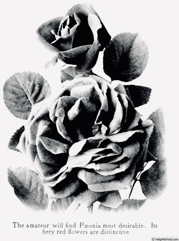 'Paeonia (hybrid perpetual, Lacharme 1855)' rose photo