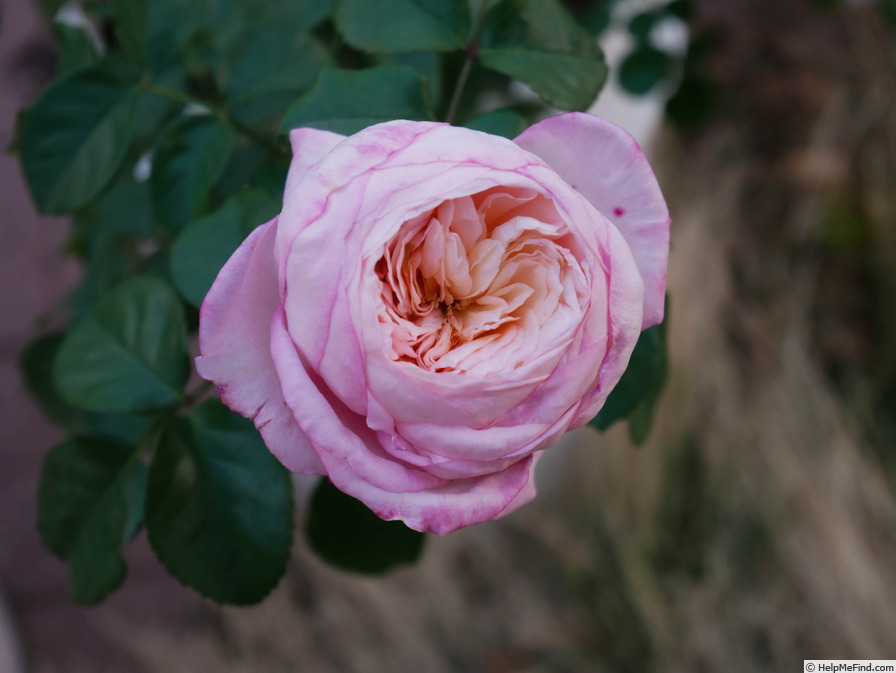 'Savannah ™ (hybrid tea, Kordes, 2013)' rose photo