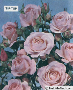 'Tip-Top ® (floribunda, Tantau 1963)' rose photo