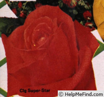 'Super Star, Cl. (cl. hybrid tea, Heitmann, 1965)' rose photo
