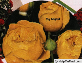 'Allgold, Cl.' rose photo