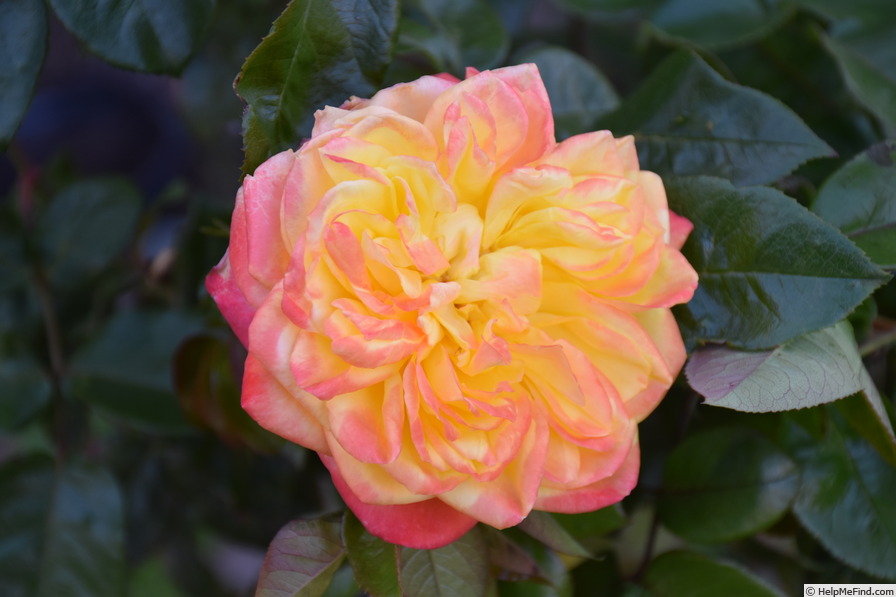'Yellow Surprise' rose photo