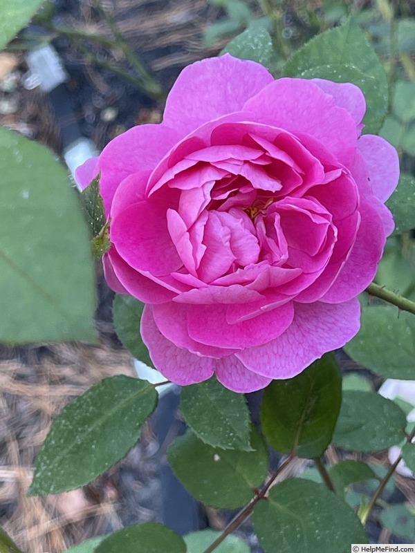 'Portmeirion' rose photo