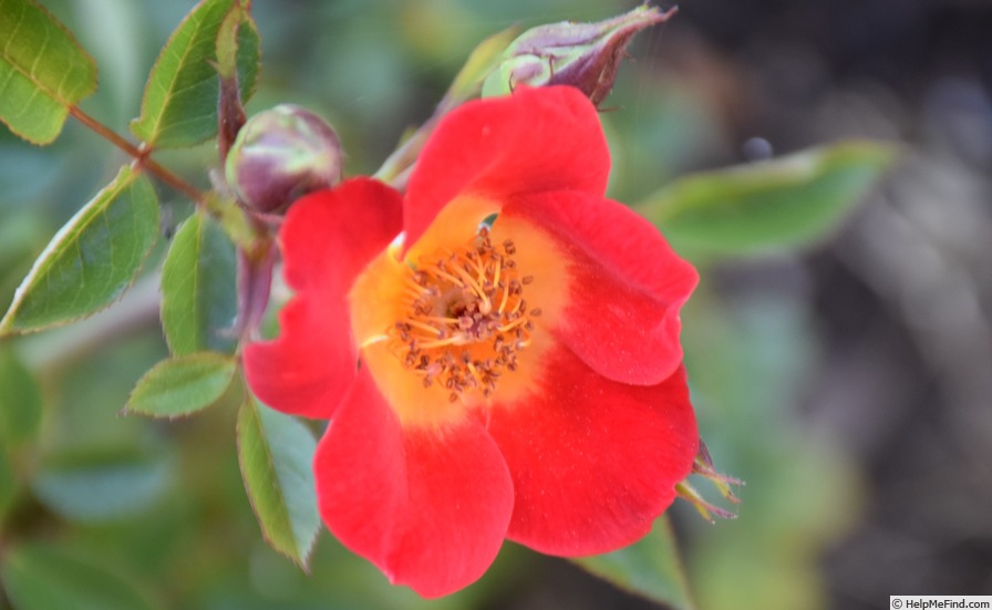 'Neon Cowboy ™' rose photo