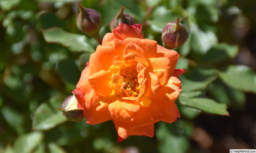 'Orange Honey' rose photo